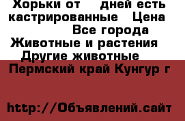   Хорьки от 35 дней есть кастрированные › Цена ­ 2 000 - Все города Животные и растения » Другие животные   . Пермский край,Кунгур г.